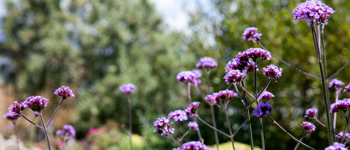 Pretty purple plants in bloom at Weston Hospicecare's Jackson-Barstow House Garden.